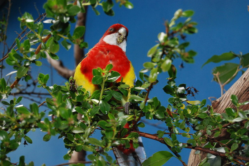 A vibrant red, yellow, and white parrot perches among green leaves and branches, with a clear blue background behind it.