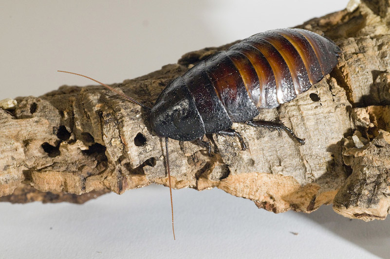 A large, dark brown cockroach with a shiny segmented back crawling on a piece of rough, textured bark.