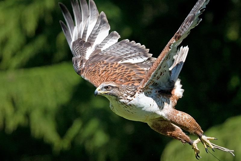 A hawk with brown and white feathers is captured mid-flight with wings spread wide, flying against a blurred green background of trees.