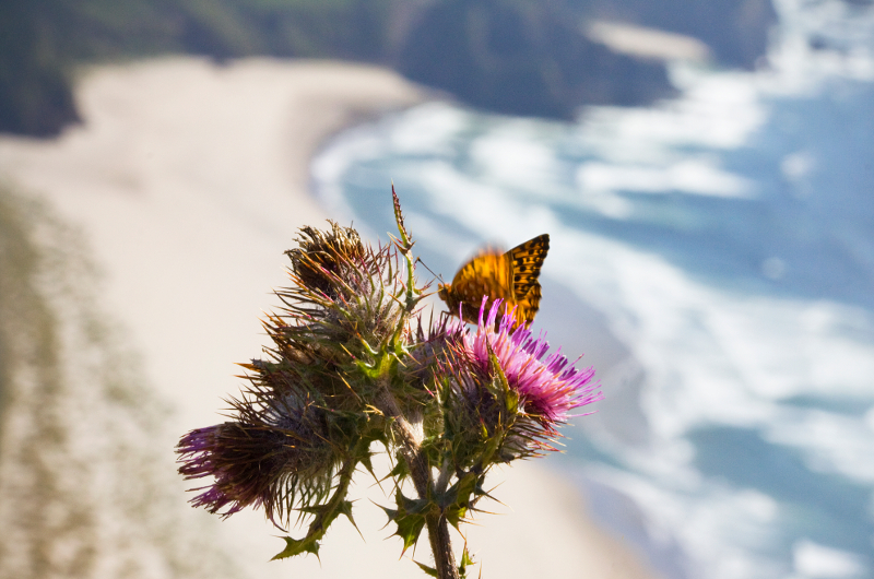A close-up of a thistle flower with a butterfly perched on it, set against a blurred background of sandy beach and ocean waves.