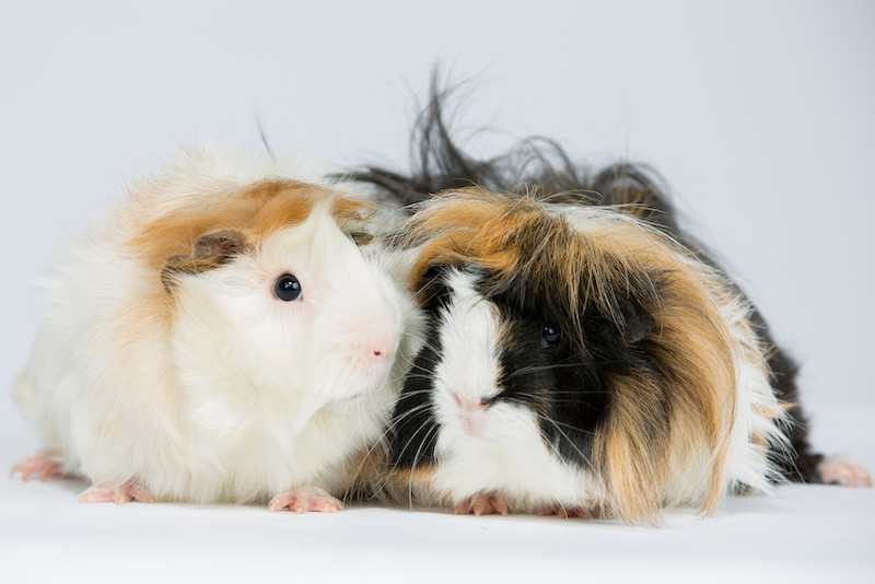 Two long-haired guinea pigs, one mostly white with tan markings and the other black with white and tan markings, sit close together on a plain white background.