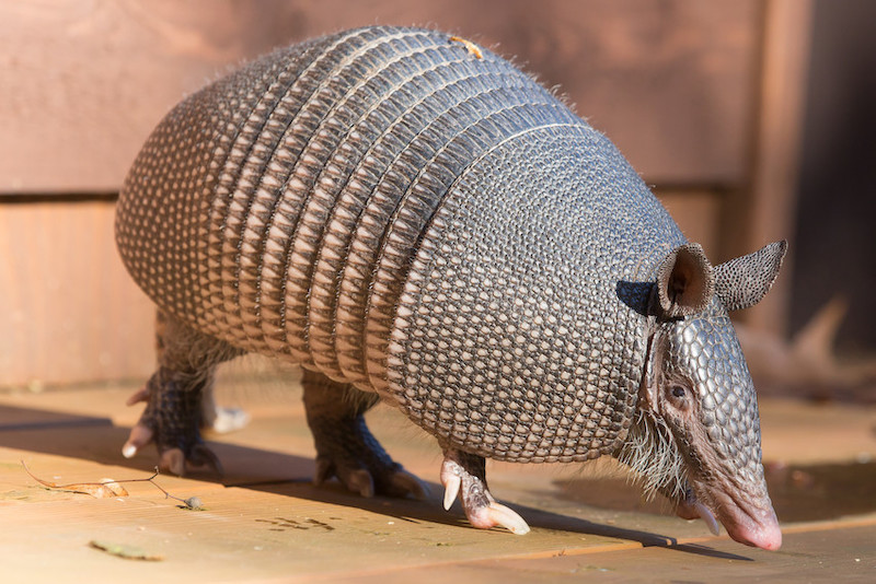 A close-up of a nine-banded armadillo walking on a wooden surface in sunlight, showing its armored shell, pointed snout, and large ears.