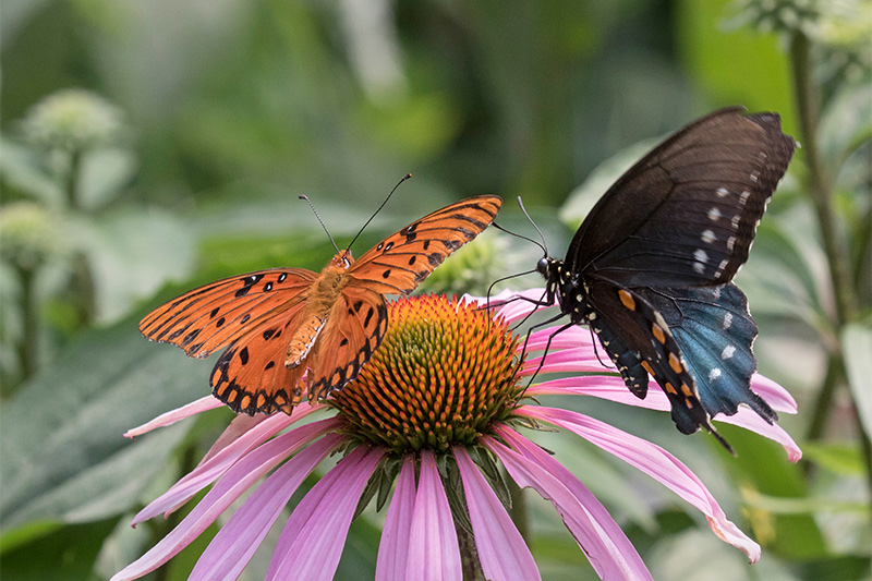 Dos mariposas, una naranja con manchas negras y otra azul oscuro con manchas claras, están posadas en una equinácea rosa, rodeadas de follaje verde en un entorno de jardín.