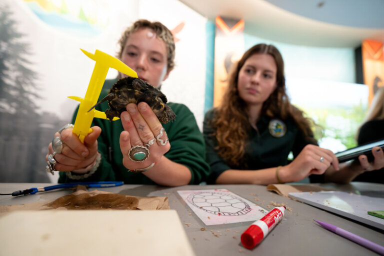 Two young women sit at a table; one measures a small turtle with calipers while the other observes. Papers, a marker, and a drawing of a turtle shell are on the table in front of them.