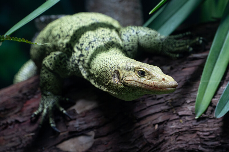 Un lagarto monitor verde con manchas oscuras descansa en la rama de un árbol, rodeado de plantas frondosas en un entorno naturalista.