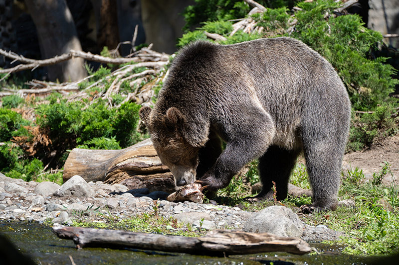A large brown bear stands on a rocky riverbank, using its paws and mouth to eat a piece of meat. Green shrubs and fallen branches are in the background.