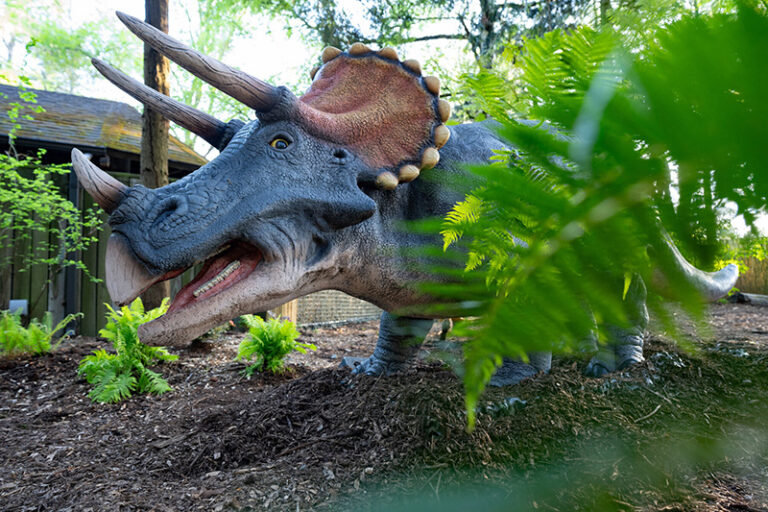 A life-sized model of a Triceratops dinosaur stands outdoors among green ferns and plants, with a wooden building and trees in the background.