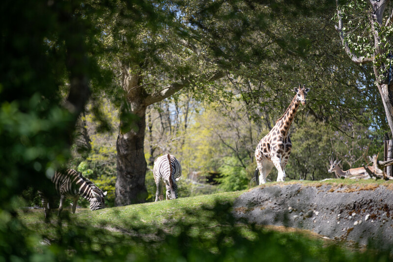 A giraffe stands on a grassy area beside three zebras grazing under tall trees, with sunlight filtering through the leaves. A sitting antelope is visible in the background.