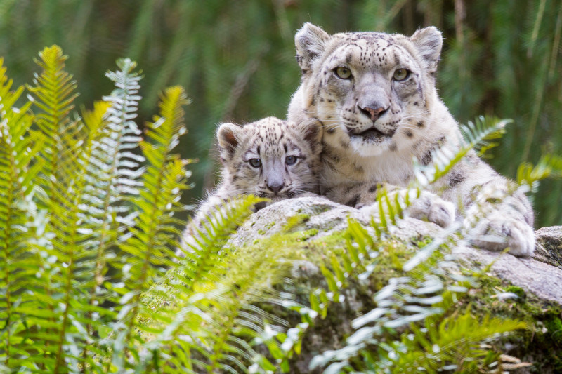 A snow leopard and its cub lie close together on a rock, partially hidden behind green ferns, with both looking alertly towards the camera.