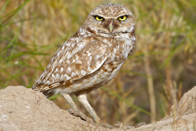 A burrowing owl with brown and white speckled feathers stands on sandy ground, facing the camera with bright yellow eyes and an alert expression. Blurred dry grass fills the background.