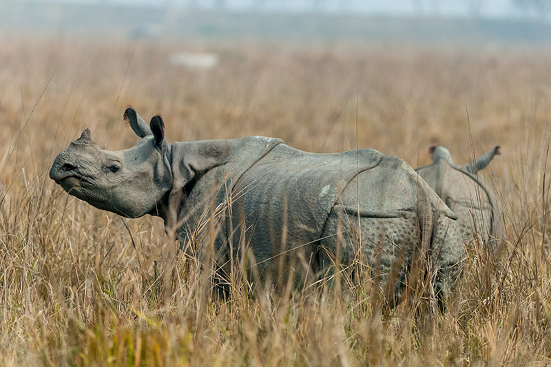A one-horned rhinoceros stands in tall, dry grass, with another rhino partially visible in the background. The scene appears natural and wild, suggesting a grassland or savanna habitat.