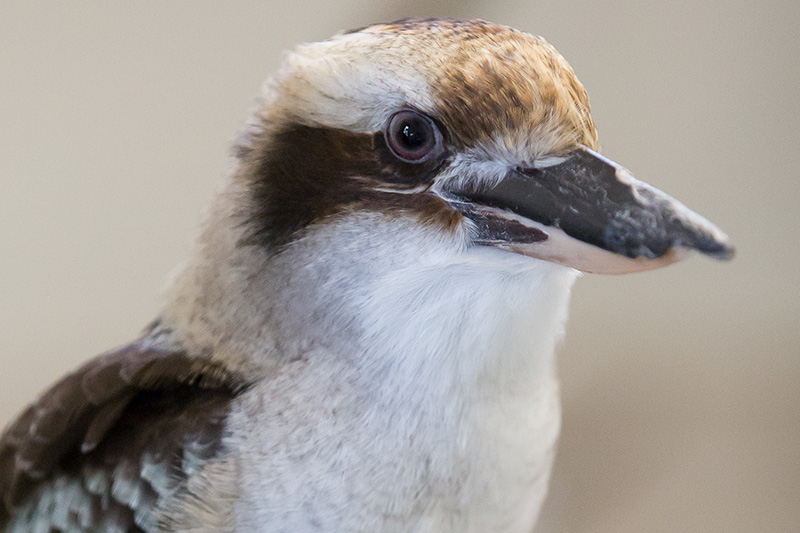Close-up of a kookaburra, a bird with brown and white feathers, a large beak, and dark markings around its eyes, looking slightly to the right against a blurred background.