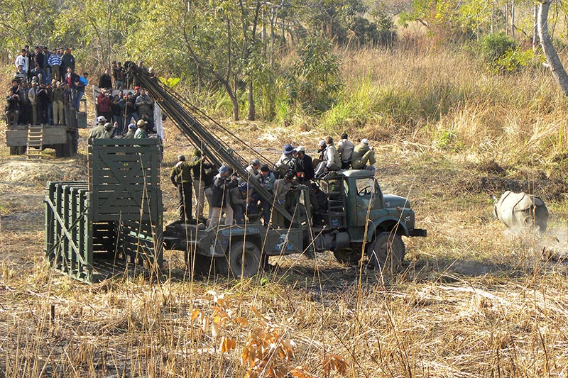 A group of people stand on a truck equipped with a cage and ramps, watching a rhinoceros nearby in a grassy area. Another group stands on a nearby truck. The scene appears to involve wildlife management or relocation.