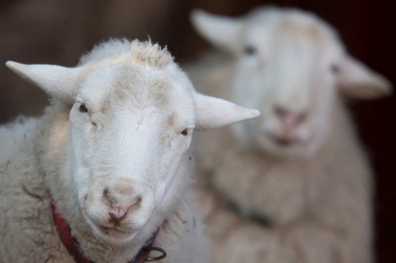 Close-up of two white sheep, one in sharp focus in the foreground wearing a red collar, and another blurred in the background. Both sheep have fluffy wool and are looking toward the camera.