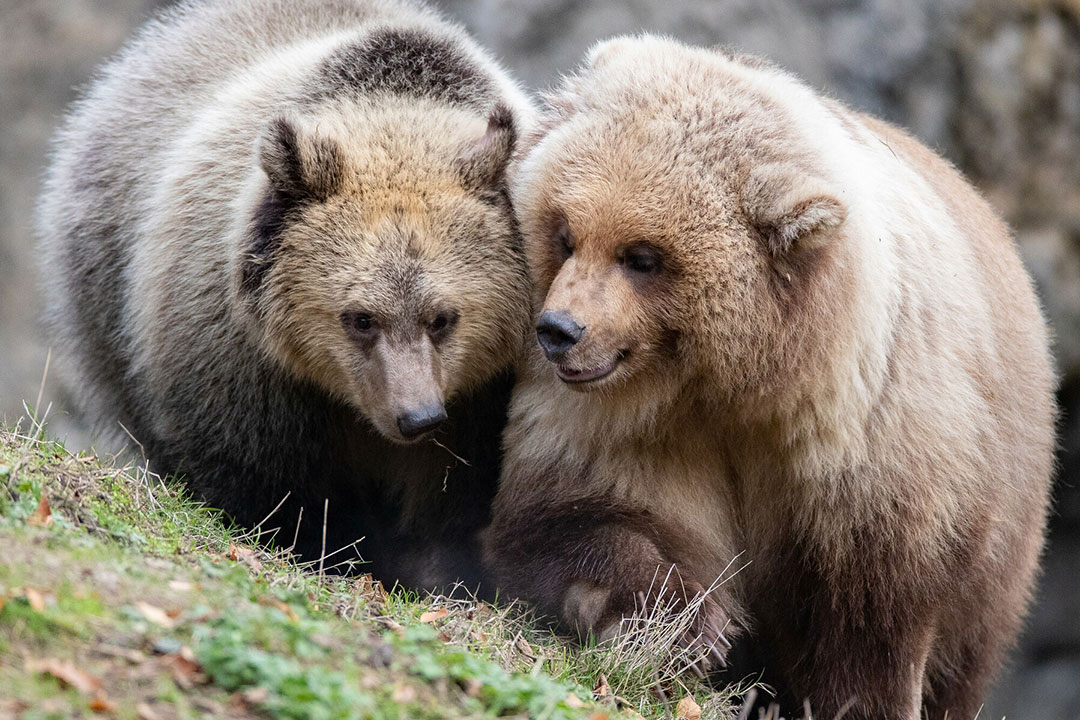 Two brown bears walk closely side by side on a grassy slope, touching heads affectionately, with a blurred rocky background behind them.