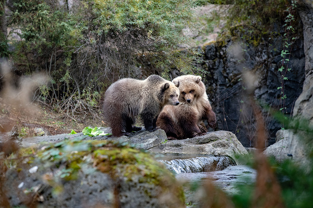 Two young brown bears sit closely together on a rocky stream bank, surrounded by greenery and trees in a natural forest setting. One bear nuzzles the other gently.
