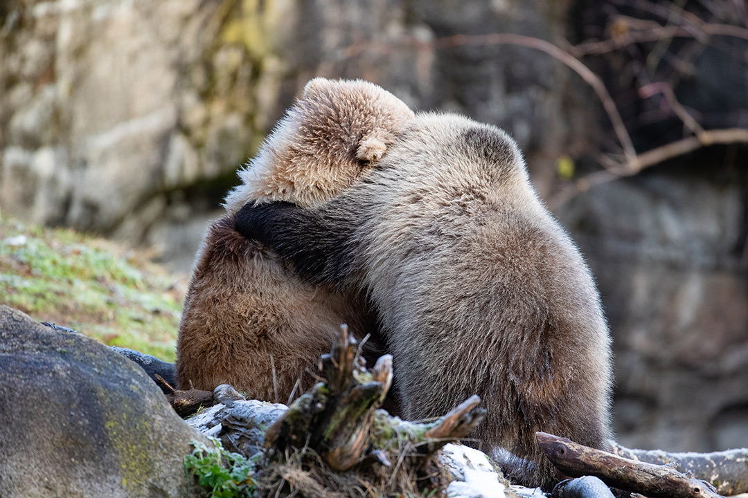 Two brown bears sit on the ground and hug each other, with one bear resting its paw around the other’s back. The background is rocky and natural, with some greenery and fallen branches nearby.
