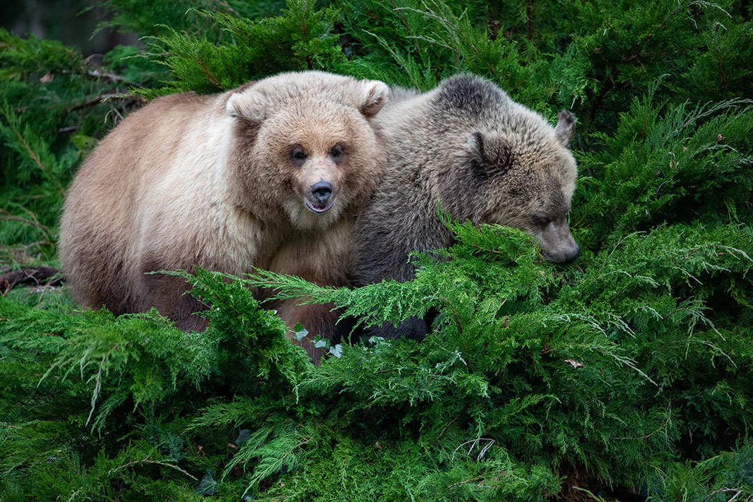 Two brown bears rest closely together among dense, green foliage. One bear faces forward with its mouth slightly open, while the other faces sideways, partially hidden by the branches.