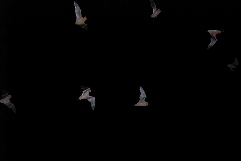 Six bats are flying against a pitch-black night sky. Their wings are spread wide and semi-transparent, and their bodies appear faintly illuminated.