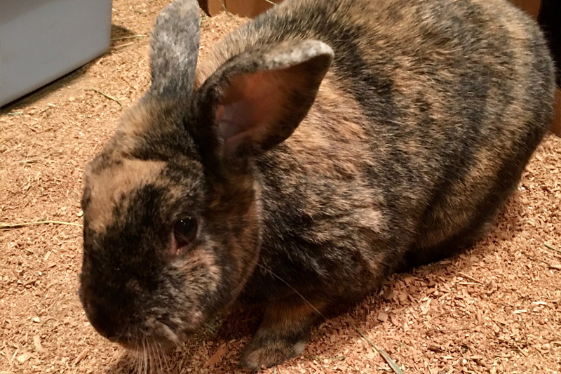 A brown and black mottled rabbit sits on a bed of wood shavings, looking toward the camera with one ear slightly bent.