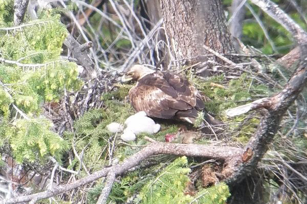 A brown hawk is perched in a nest made of twigs and branches, surrounded by green foliage, with two fluffy white chicks nestled beside it.