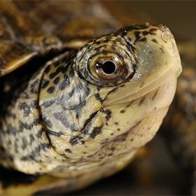Close-up of a turtles head, showing its brown and yellow patterned skin and scales. The turtles eye is prominent, and part of its shell is visible in the background.