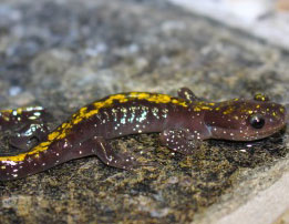 A small, dark-colored salamander with yellow spots and a shiny, moist skin rests on a rocky surface.