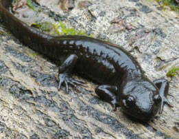 A shiny black salamander with four legs and a long tail rests on a textured, mossy log.