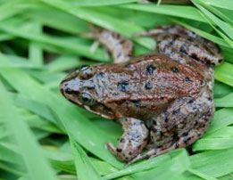 A brown frog with dark spots sits on green blades of grass, blending into its surroundings.