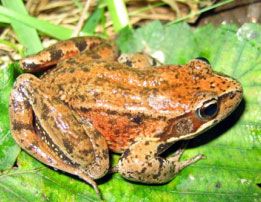 A brown and orange frog with dark spots sits on a green leaf, surrounded by grass and plant debris.