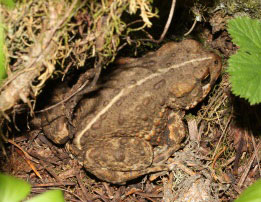 A brown toad with bumpy skin and a light stripe down its back sits camouflaged among dried leaves, twigs, and moss on the forest floor.