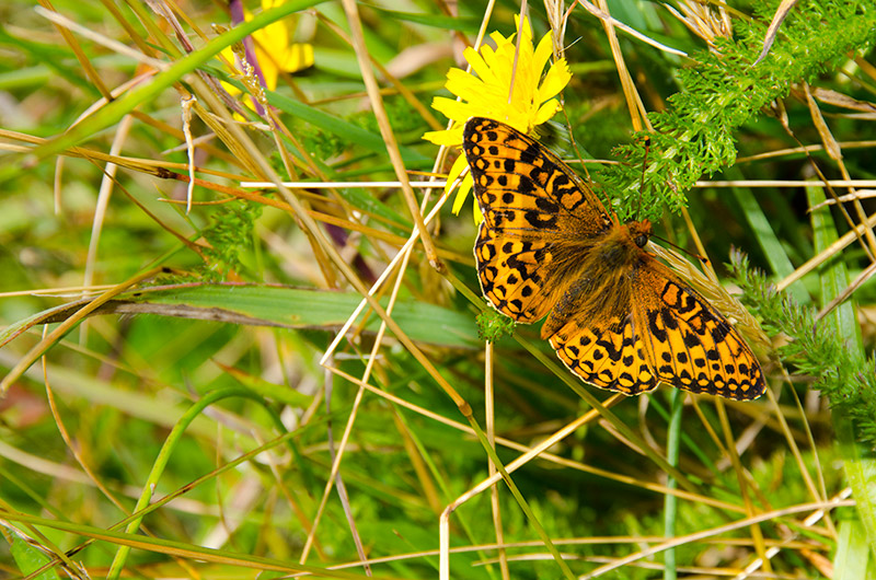 Orange butterfly with black spots sitting on a bush