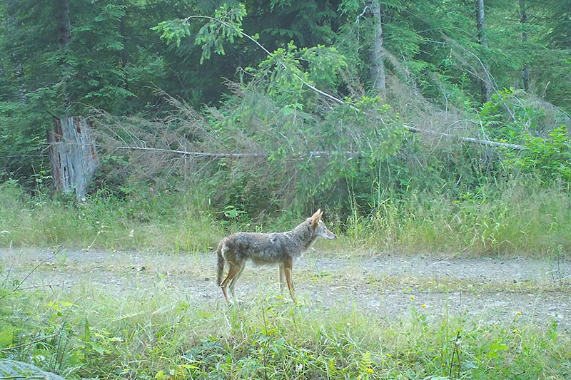 A coyote stands on a dirt path surrounded by tall grass and dense green forest, looking alertly to the left.
