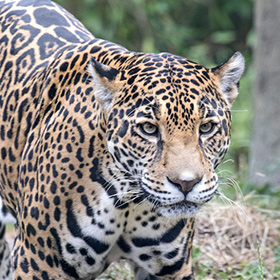 一只美洲虎金色毛发上有独特的黑色玫瑰花斑,警觉地站在草地上,目光炯炯地盯着镜头,背景模糊地是绿植和树干。
