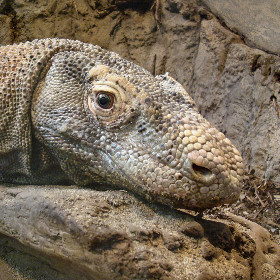 Hình ảnh cận cảnh một con rồng Komodo đang tựa đầu lên tảng đá, cho thấy lớp da thô ráp, sần sùi và đôi mắt tinh anh trong môi trường sống tự nhiên đầy cát.