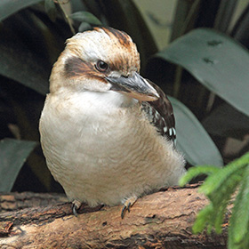 Một con chim kookaburra với bộ lông màu nâu và trắng đang đậu trên cành cây, phía sau là những tán lá xanh mướt.