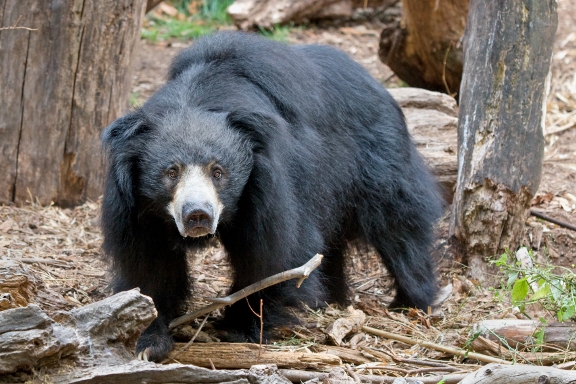 A sloth bear with shaggy black fur and a pale snout stands on a forest floor surrounded by logs, looking toward the camera.