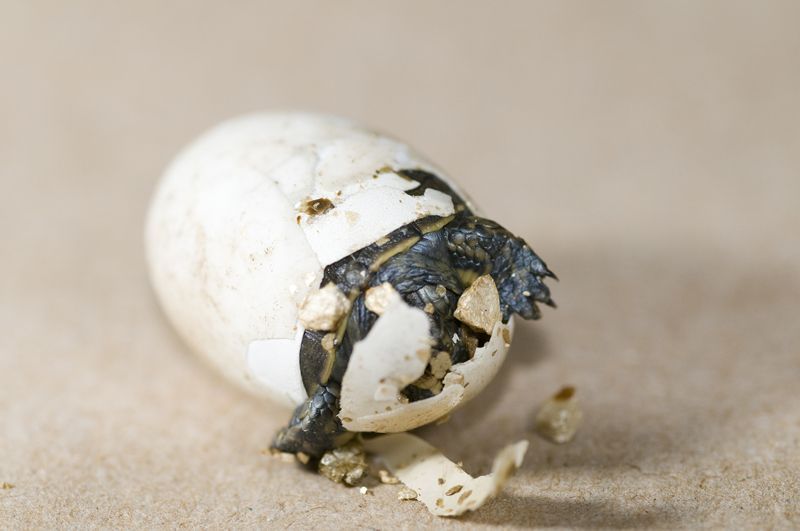 A close-up of a baby turtle hatching, with its head and front legs emerging from a cracked white eggshell on a neutral, sandy surface.