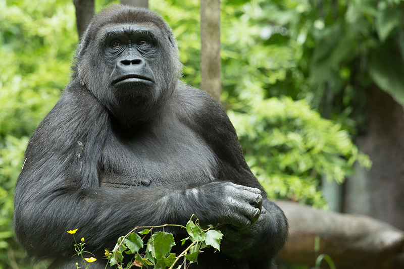 A gorilla sits among green foliage, facing the camera with its arms crossed and a calm expression. The background is lush and out of focus, highlighting the gorillas dark fur and strong features.