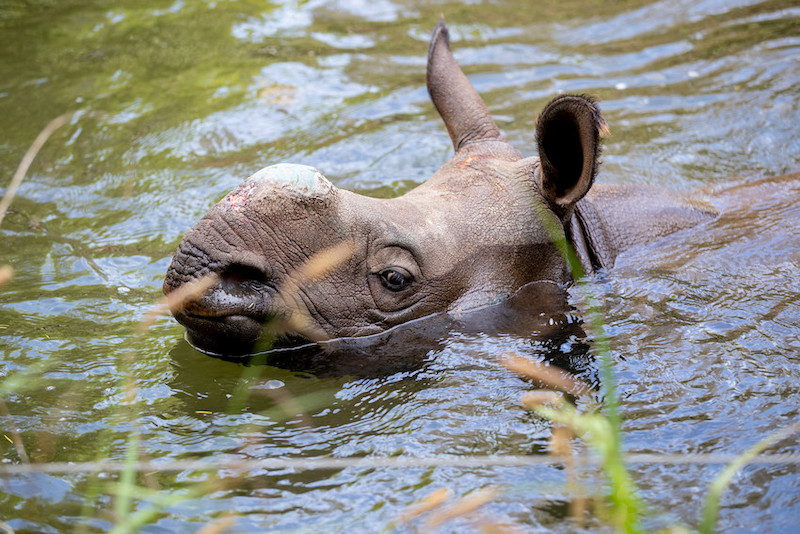 A rhinoceros partially submerged in water, with only its head and upper back visible above the surface. The rhinos ears are perked up and some grass partially obscures the view in the foreground.