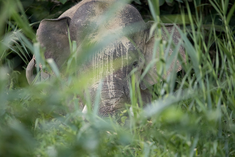 An elephant partially hidden behind tall green grass and leaves, with its face and large ears visible through the foliage.