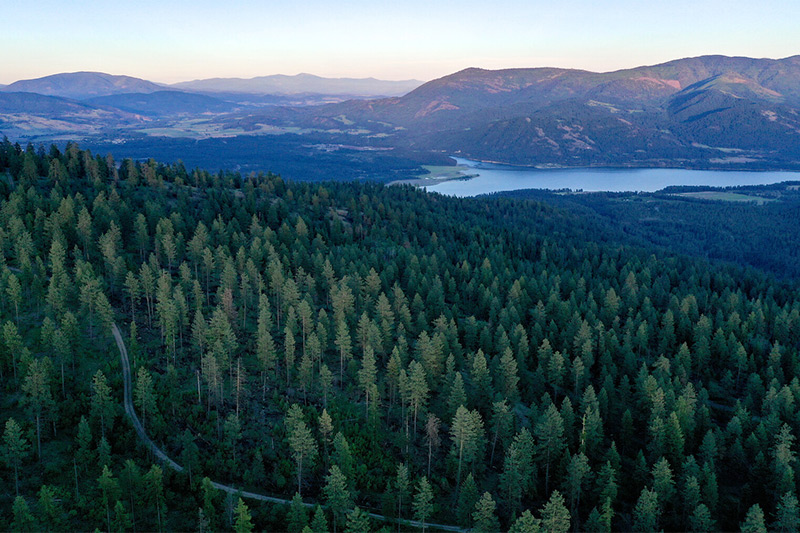 Aerial view of a dense pine forest with a winding path, a lake in the middle distance, and mountains under a clear early morning or evening sky.