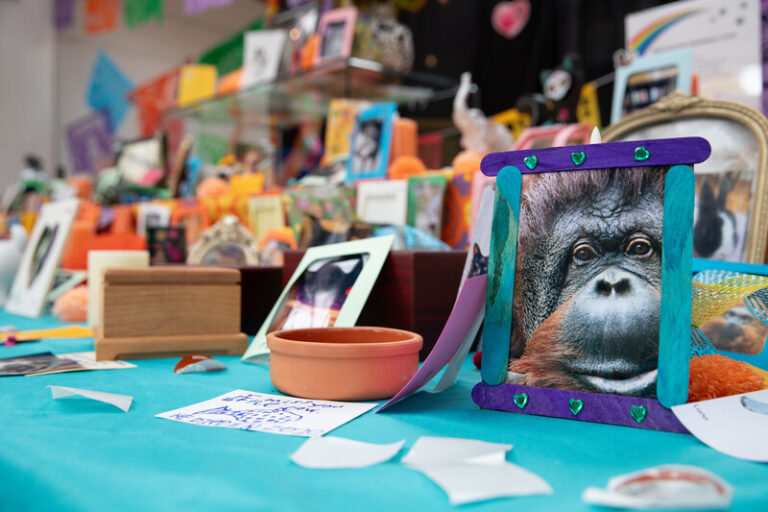 A colorful Day of the Dead altar displays framed animal photos, including a close-up of an orangutan, surrounded by offerings, handwritten notes, candles, and vibrant decorations.
