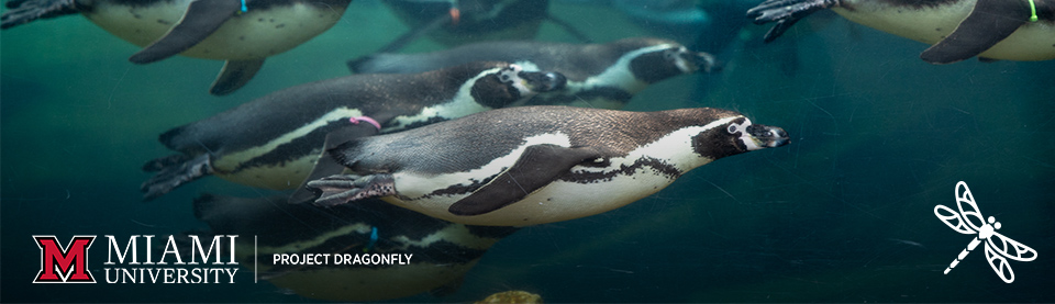 几只企鹅游泳的水下视角。迈阿密大学的标志和蜻蜓计划文字出现在左下角,右下角则是白色蜻蜓图案。