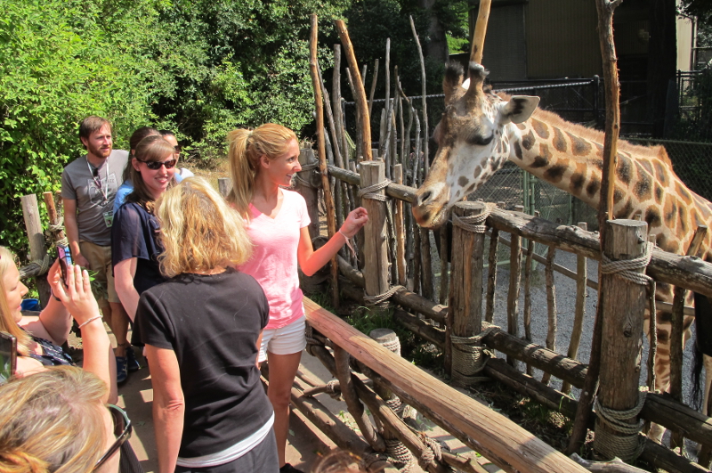 一群人站在动物园的木制平台上,喂食并与一只探头越过围栏的长颈鹿互动。树木和植被环绕着围栏,阳光明媚。