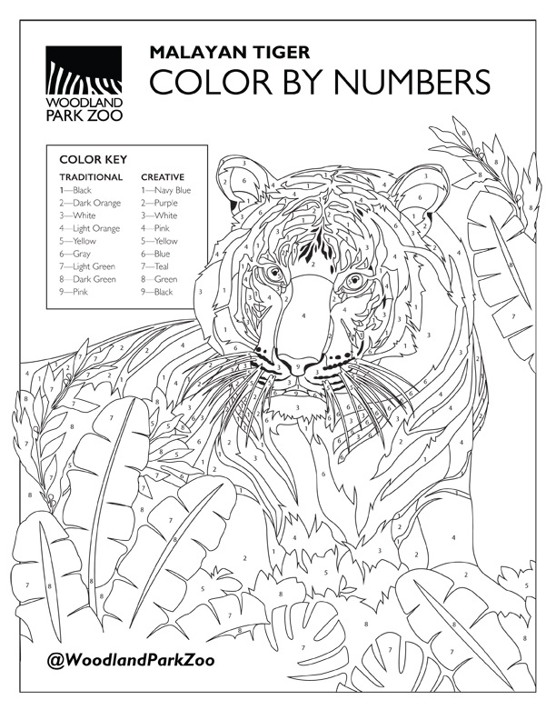 Una página para colorear por números del Zoológico Woodland Park que presenta un tigre malayo rodeado de plantas selváticas. La clave de color enumera los números con sus correspondientes opciones de color tradicionales y creativas.