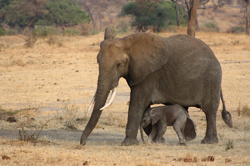An adult elephant walks across a dry, grassy landscape with a baby elephant standing close underneath her body. Trees and shrubs are visible in the background.