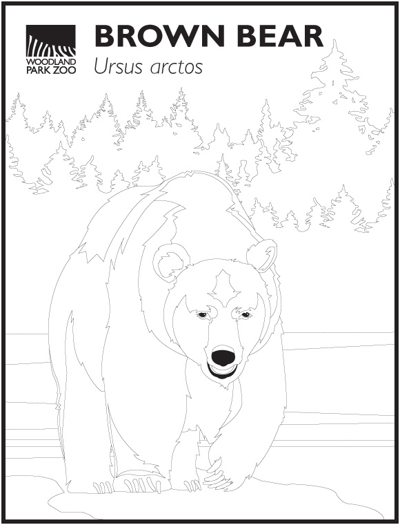 Dibujo lineal de un oso pardo junto al agua con árboles al fondo. El texto superior dice