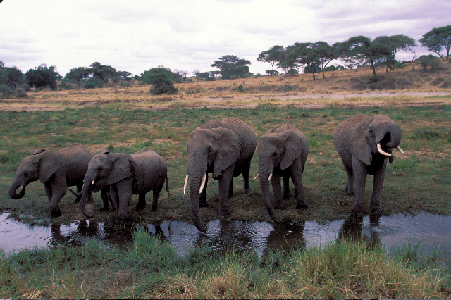 A group of five elephants stands and drinks water at the edge of a shallow stream in a grassy savanna, with trees and open landscape in the background under a cloudy sky.