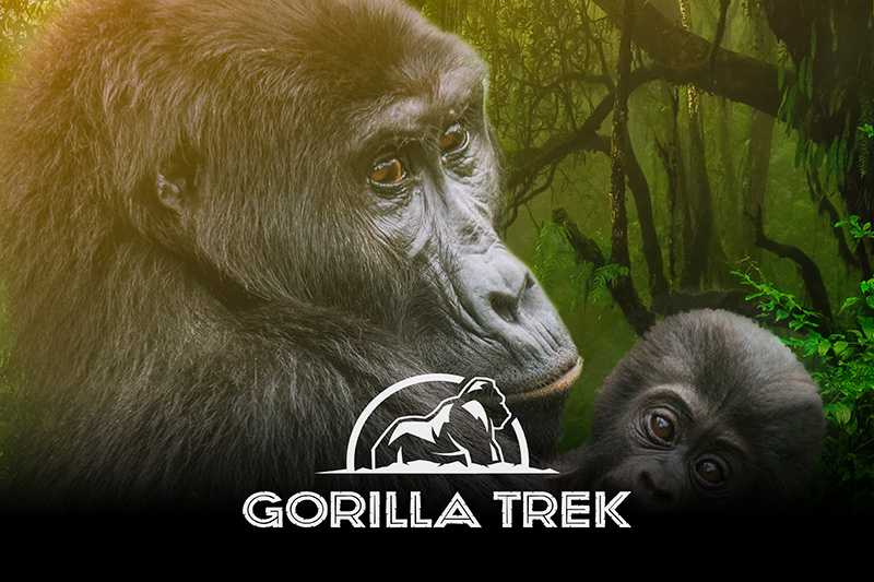 A close-up of an adult gorilla and a baby gorilla in a lush, green forest with the words “GORILLA TREK” and a gorilla logo overlaid at the bottom of the image.